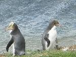 View yellow eyed penguin colonies