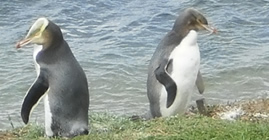 Penguins Crossing - Oamaru